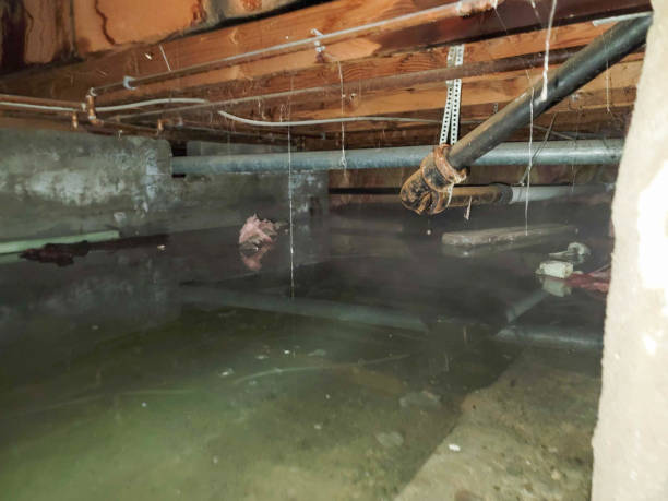 Best Mold removal after water damage  in Snyder, TX